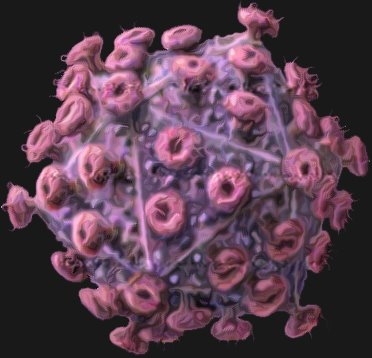 I virus - Infezione Virale di una cellula Animale, Glicoproteine come recettori cellulari, Genomi Virali, Struttura del Genoma Virale, Struttura del G